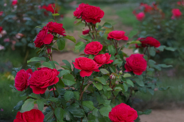 Ruža 'andre rieu' k3l - Ruža 'Andre Rieu' K3L 2