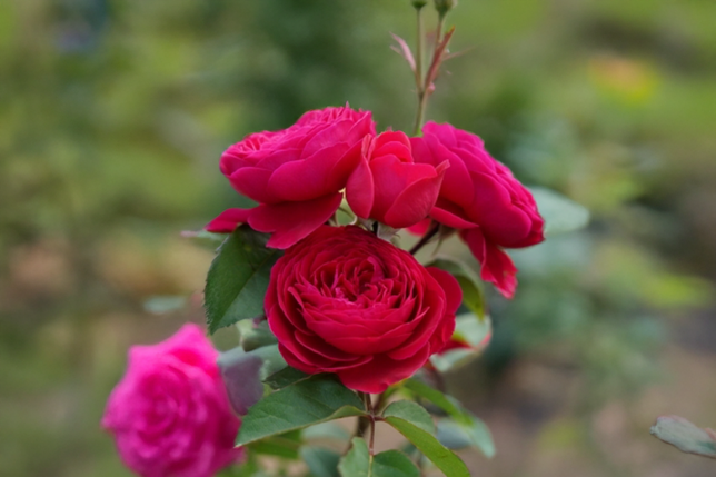 Ruža 'andre rieu' k3l - Ruža 'Andre Rieu' K3L 3