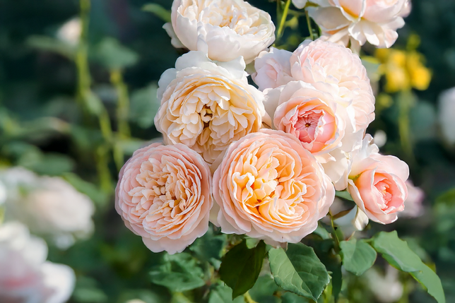 Ruža 'anistar aroma' k3l - Ruža 'Anistar Aroma' K3L 1