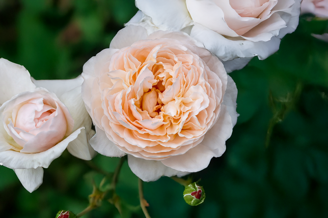 Ruža 'anistar aroma' k3l - Ruža 'Anistar Aroma' K3L 2