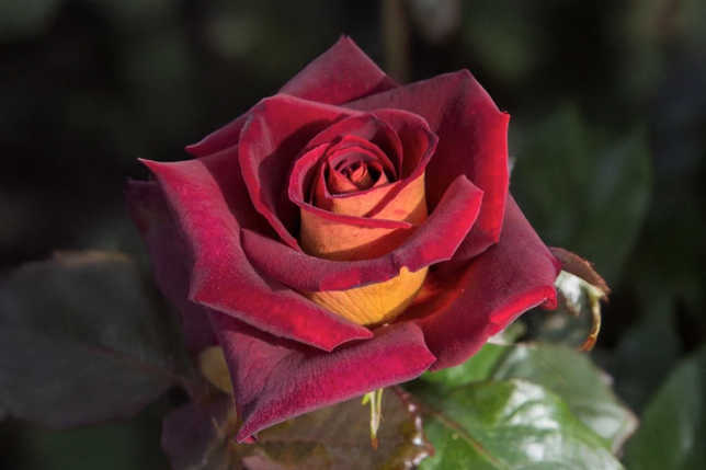 Ruža 'eddy mitchell' - meilland k3l - Ruža 'Eddy Mitchell' - Meilland K3L 1