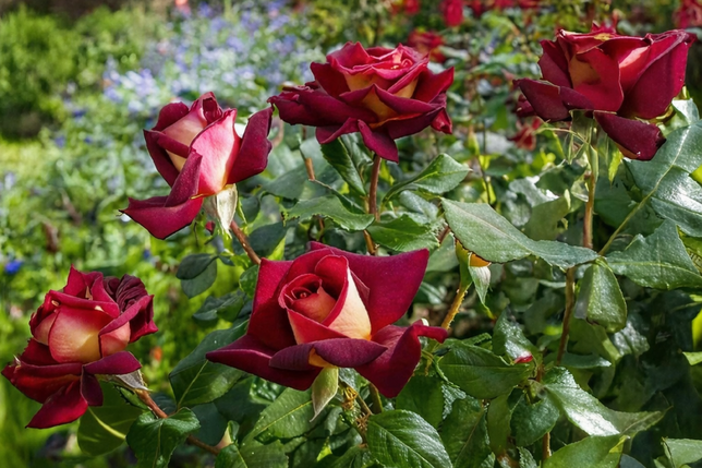 Ruža 'eddy mitchell' - meilland k3l - Ruža 'Eddy Mitchell' - Meilland K3L 2