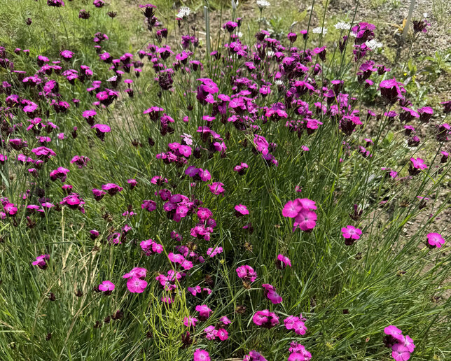 Dianthus carthusianorum - klinček - Dianthus carthusianorum
