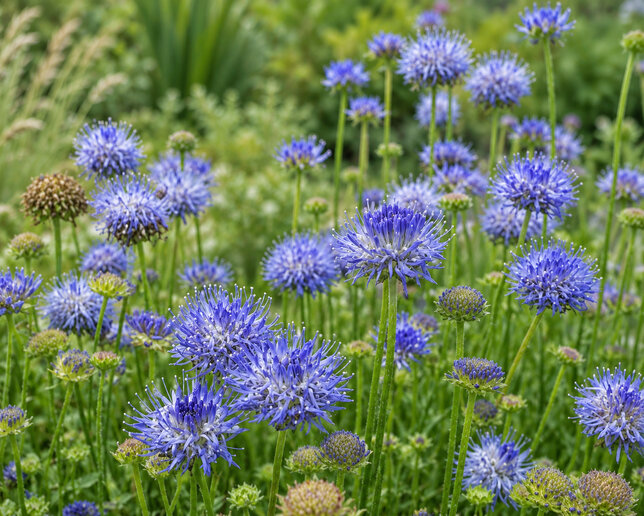 Jasione 'blue light - pavinec - Jasione 'Blue Light