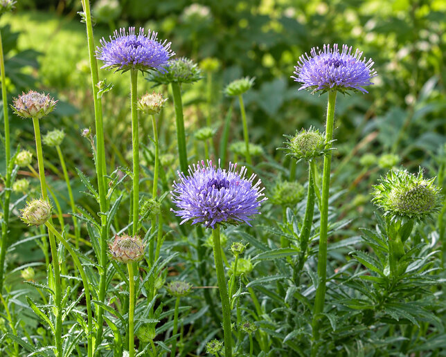 Jasione 'blue light - pavinec - Jasione 'Blue Light 1