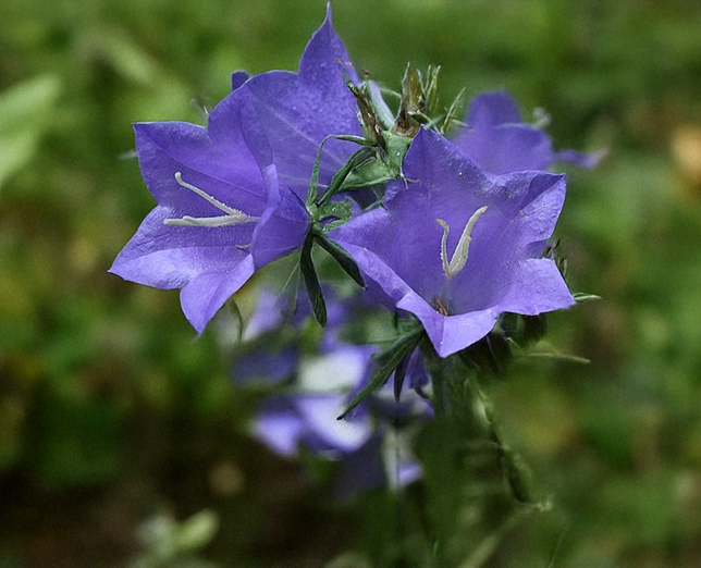 Campanula 'major' - zvonček - Campanula 'Major' - zvonček 1
