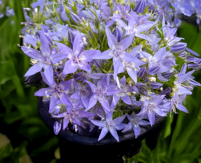 Campanula 'major' - zvonček - Campanula 'Major' - zvonček 2