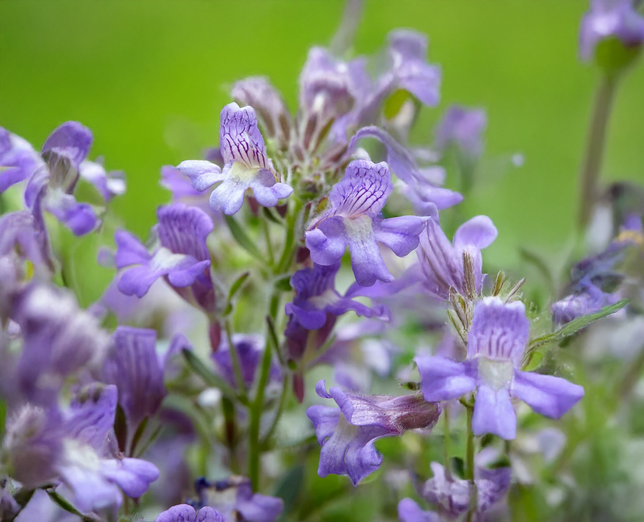 Chaenorhinum 'blue dream' - hľadíček - Chaenorhinum 'Blue Dream' - hľadíček 1