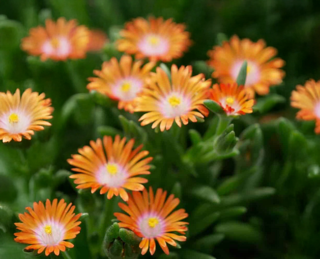Delosperma 'ice cream orange'- poludňovka - Delosperma 'Ice Cream Orange'- poludňovka 1