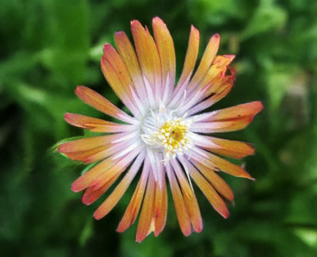Delosperma 'ice cream orange'- poludňovka - Delosperma 'Ice Cream Orange'- poludňovka 3