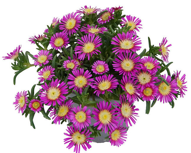 Delosperma 'solstice magenta' - poludňovka - Delosperma 'Solstice Magenta'