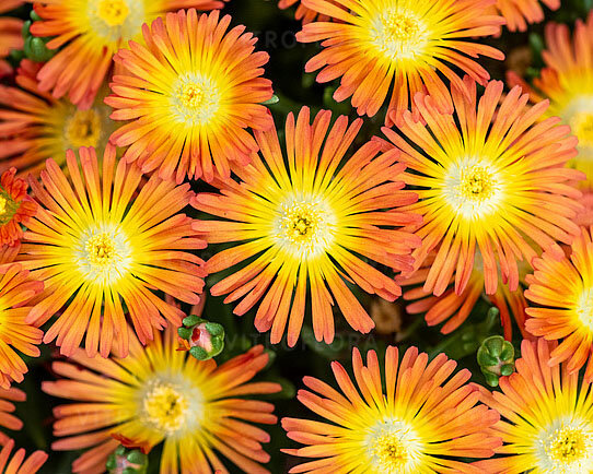 Delosperma 'solstice orange' - poludňovka - Delosperma 'Solstice Orange'