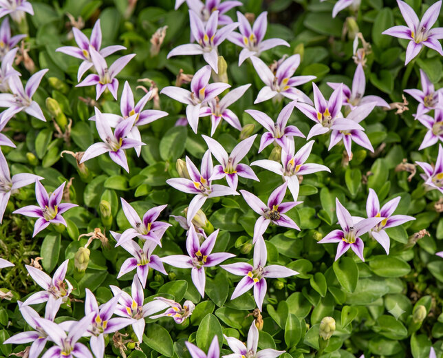 Hypsela reniformis - Hypsela reniformis 1