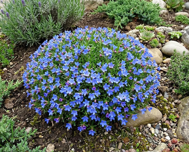 Lithodora 'grace ward'- kamejka k1l - Lithodora 'Grace Ward'