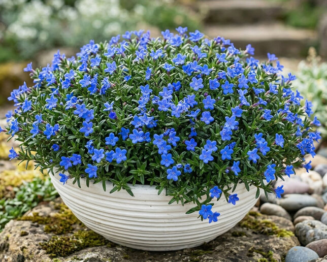 Lithodora 'grace ward'- kamejka k1l - Lithodora 'Grace Ward'  1