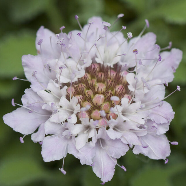 Pterocephalus parnassi - 9250526 Pterocephalus parnassi 01