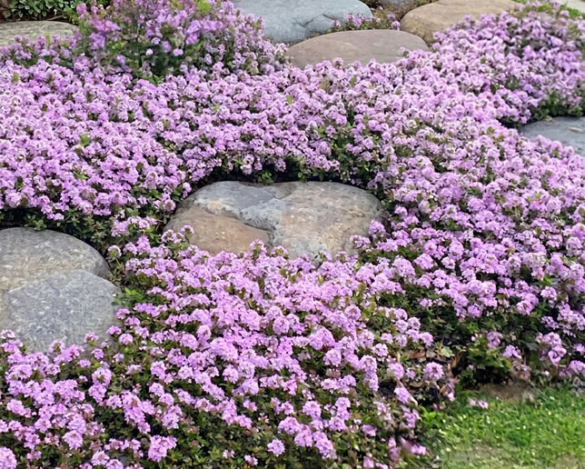 Thymus 'pink chintz' - dúška - Thymus 'Pink Chintz' 