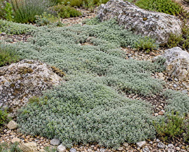 Thymus 'pseudolanuginosus' - dúška - Thymus 'Pseudolanuginosus'  1