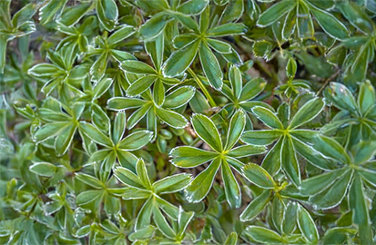 Alchemilla alpina - alchemilka - Alchemilla alpina 1