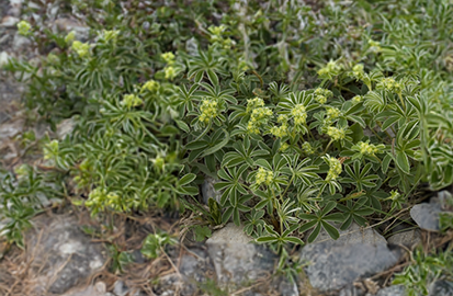 Alchemilla alpina - alchemilka - Alchemilla alpina 2