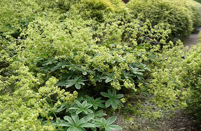 Alchemilla alpina - alchemilka - Alchemilla alpina 3