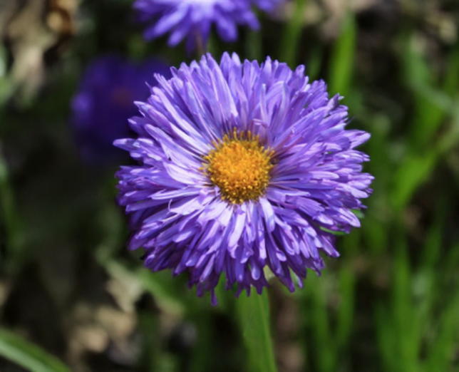 Erigeron 'azurfee' - - Erigeron 'Azurfee' - turica 1