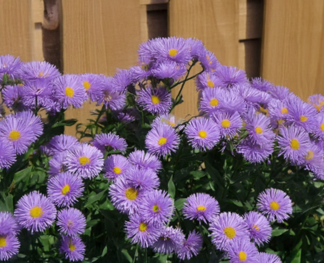 Erigeron 'azurfee' - - Erigeron 'Azurfee' - turica 2