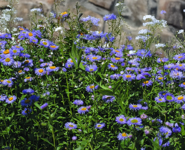 Erigeron 'azurfee' - - Erigeron 'Azurfee' - turica 3