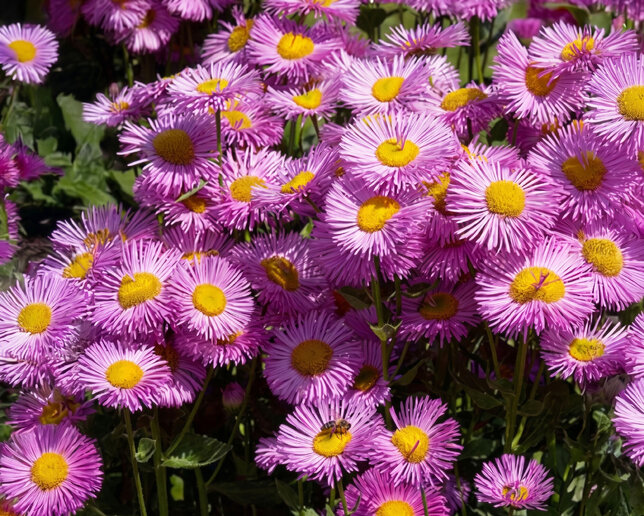 Erigeron 'rosa juwel' - turica - Erigeron 'Rosa Juwel'