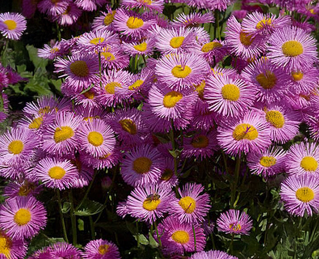 Erigeron 'rosa juwel' - turica - Erigeron 'Rosa Juwel' - turica 1