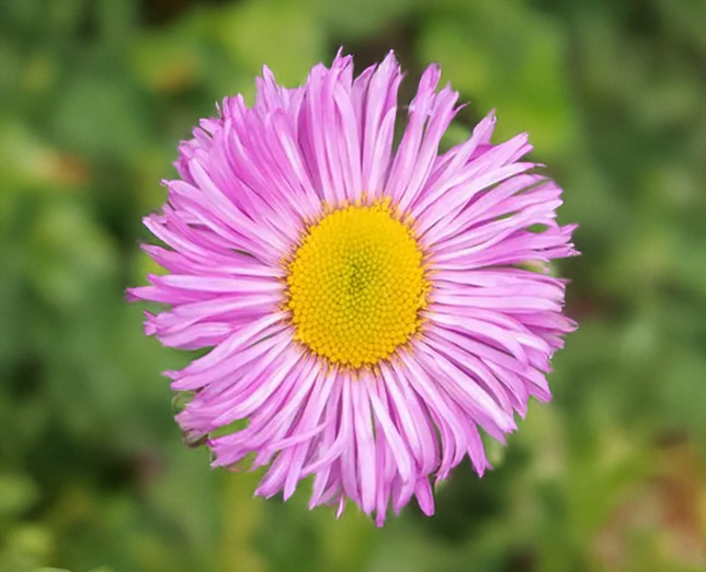 Erigeron 'rosa juwel' - turica - Erigeron 'Rosa Juwel' - turica 3