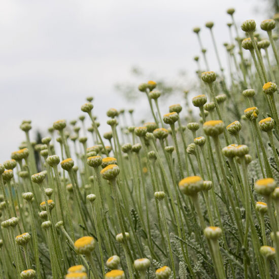 Santolina 'nana' - santolína - 9250399 Santolina 'Nana' 01