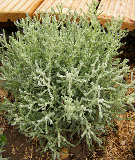 Santolina 'nana' - santolína - 9250399 Santolina 'Nana' 02