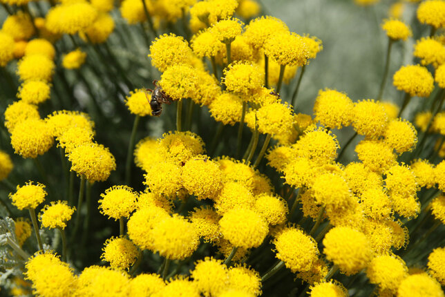 Santolina 'nana' - santolína - 9250399 Santolina 'Nana' 03