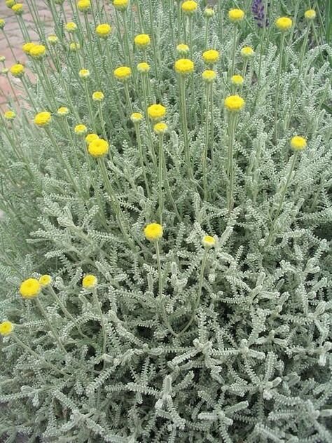 Santolina 'nana' - santolína - 9250399 Santolina 'Nana' 04