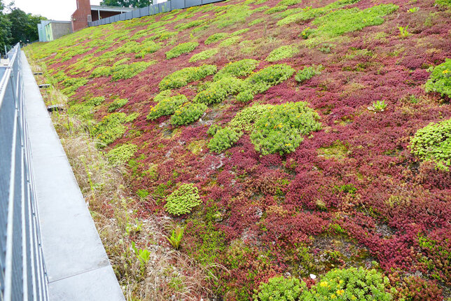 Rozchodníky pre zelené strechy 56ks - 9252000 Rozchodníky pre zelené strechy 56ks 02