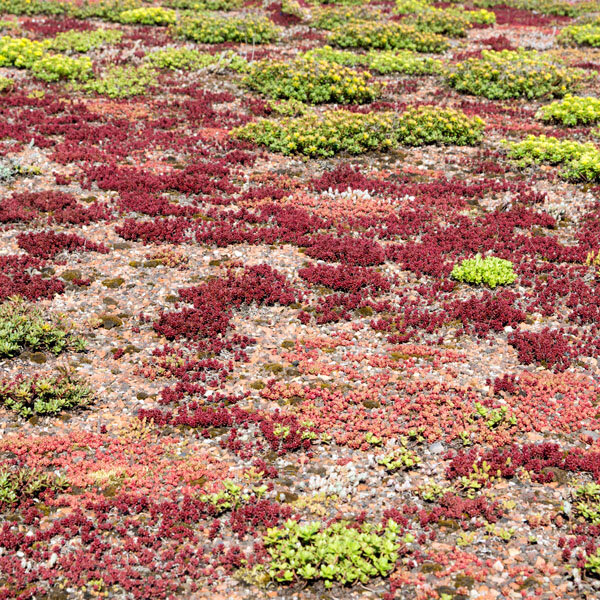 Rozchodníky pre zelené strechy 56ks - 9252000 Rozchodníky pre zelené strechy 56ks 03