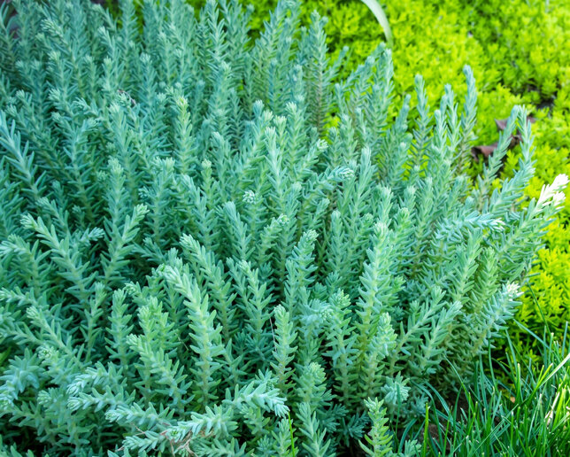 Sedum 'blue spruce' - rozchodník - Sedum 'Blue Spruce'