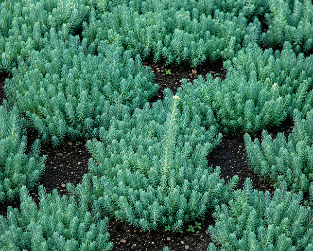 Sedum 'blue spruce' - rozchodník - Sedum 'Blue Spruce' 