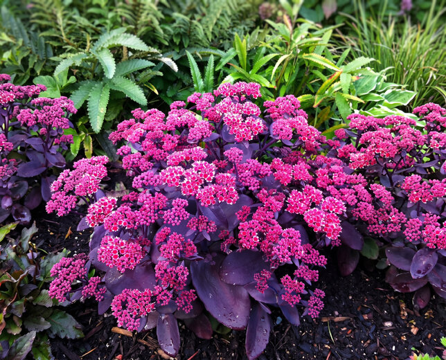 Sedum 'oriental dancer' - rozchodník - Sedum 'Oriental Dancer'
