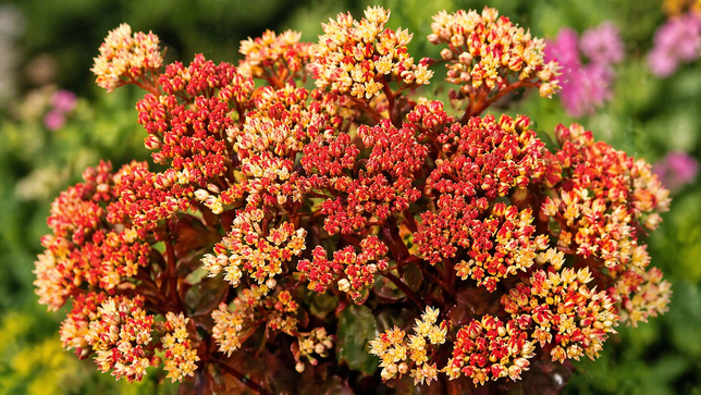 Sedum 'peach pearls' - rozchodník - Sedum 'Peach Pearls' - rozchodník 1