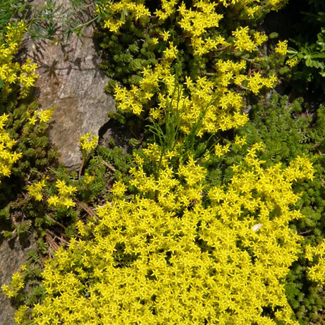 Sedum 'yellow queen' - rozchodník - Sedum 'Yellow Queen' 