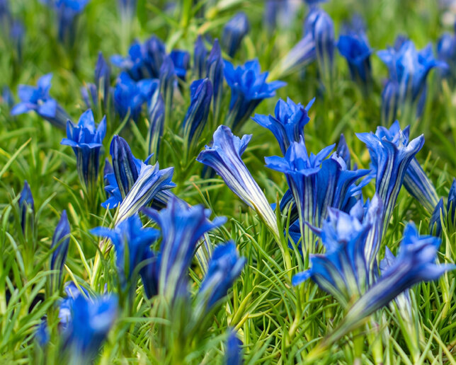 Gentiana 'eugens allerbester' - horec - Gentiana 'Eugens Allerbester'