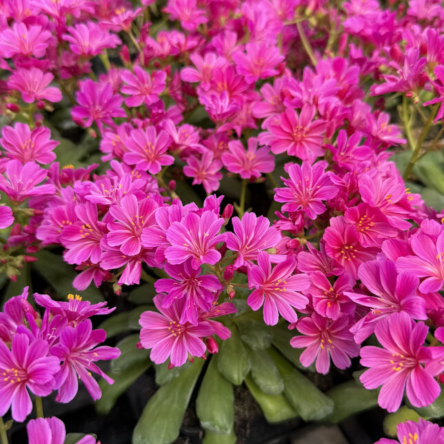 Lewisia 'safira violet' - lewízia - Lewisia 'Safira Violet'