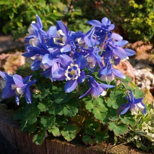 7241462 - aquilegia_ministar