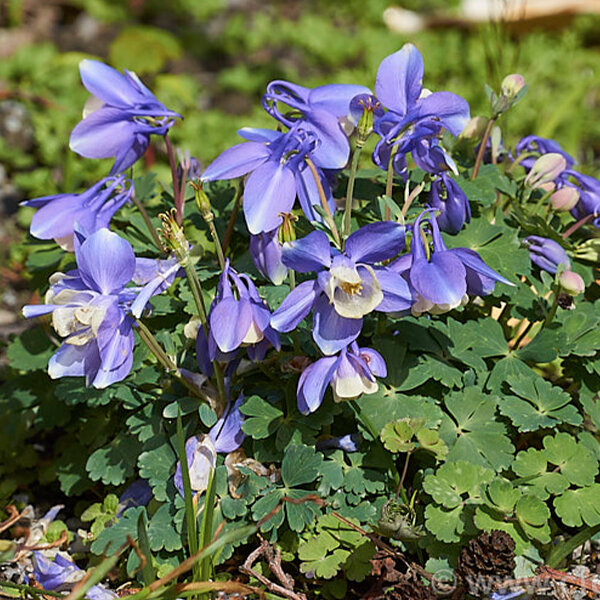 7241462 - aquilegia_ministar1