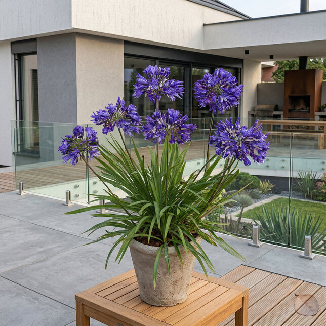 Agapanthus 'brilliant blue' - kalokvet - Agapanthus 'Brilliant Blue' 