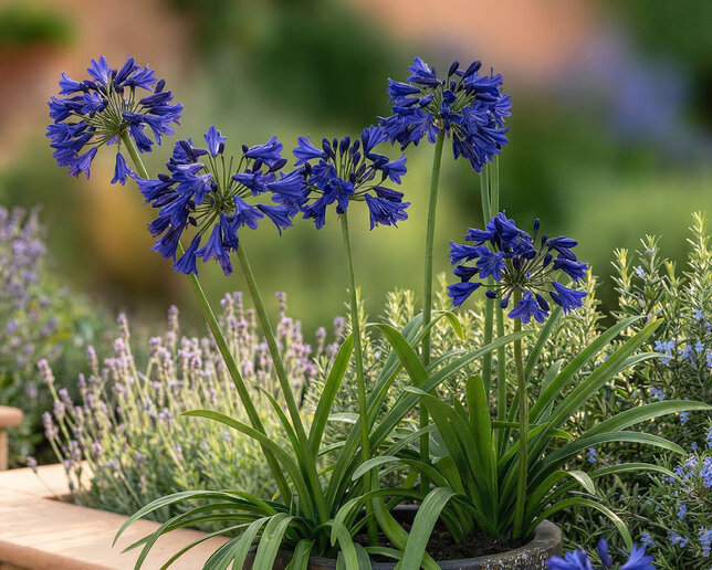 Agapanthus 'midnight sky' - kalokvet - Agapanthus 'Midnight Sky' 1