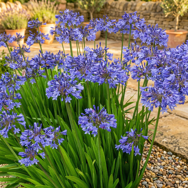 Agapanthus 'pitchoune blue' - kalokvet - Agapanthus 'Pitchoune Blue' 