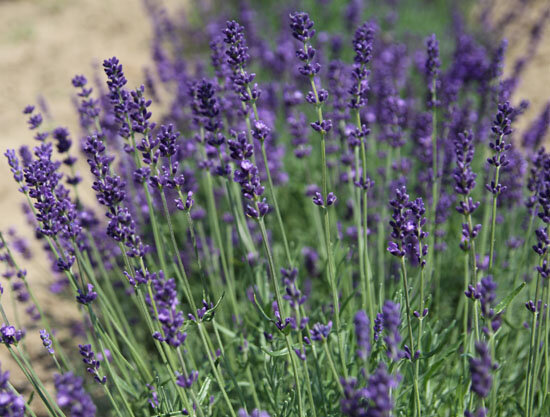 Lavandula 'hidcote blue' - levanduľa - 15250289 Lavandula 'Hidcote Blue' 01